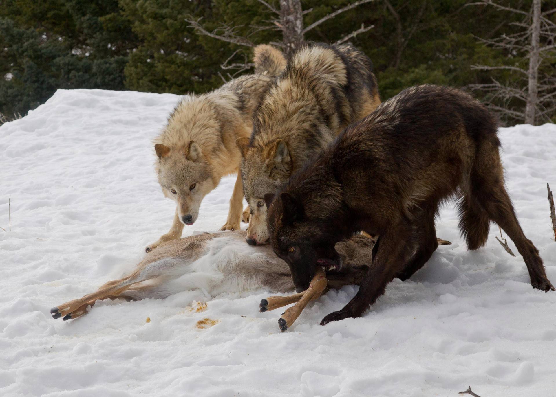 Охота на волка зимой и летом: выбор оружия и обзор способов