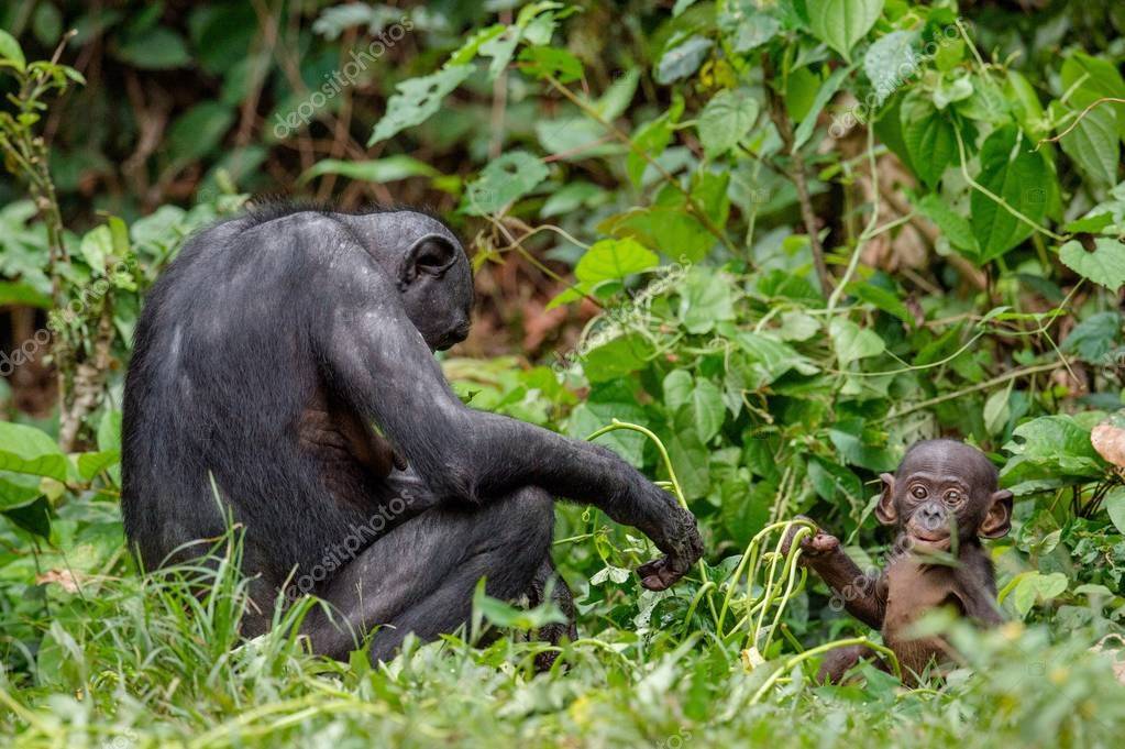 Ангел, которого не было: история исследований бонобо