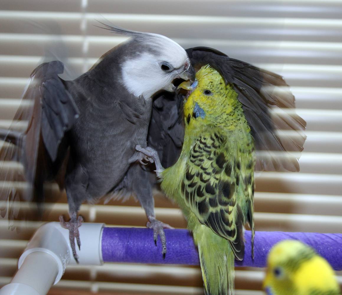Как наладить контакт с попугаем корелла, вызвать его доверие