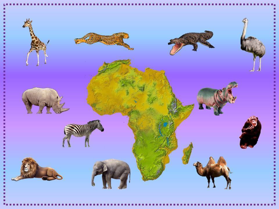 Животные тропического леса. описание, названия и особенности животных тропического леса