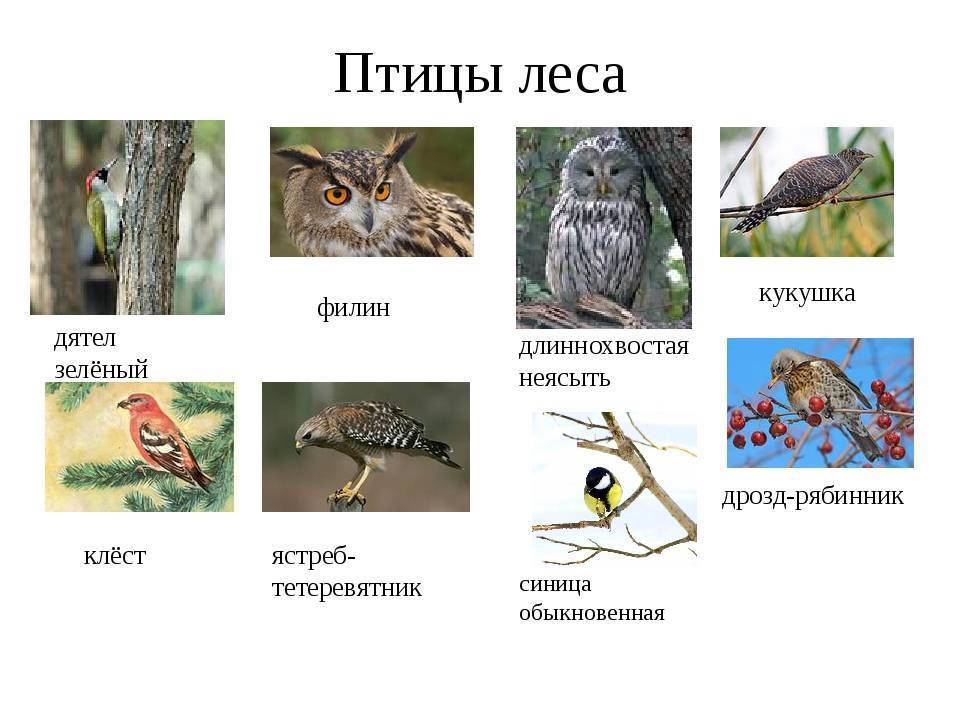 Птицы средней полосы россии - названия видов, фото и описание — природа мира