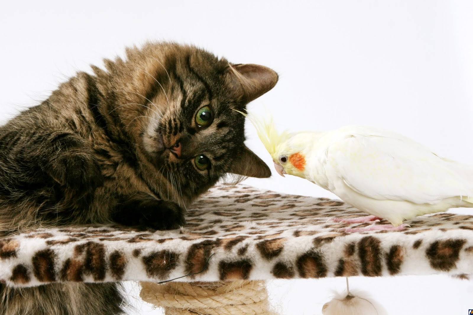 Дружба кошки и попугая: возможна ли она, или как подружить птицу и хищника