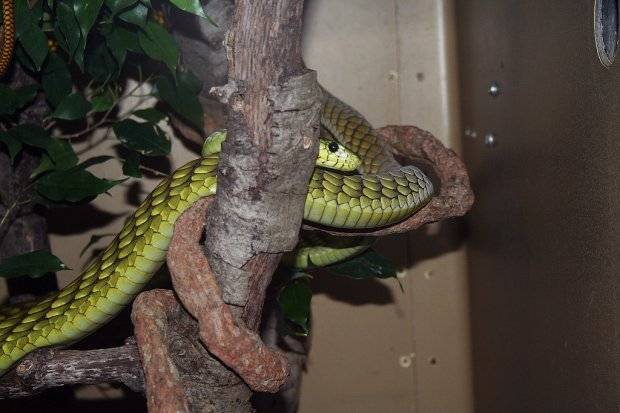 Зеленая змея или зеленая мамба - ядовитая рептилия с ярким цветом и характером