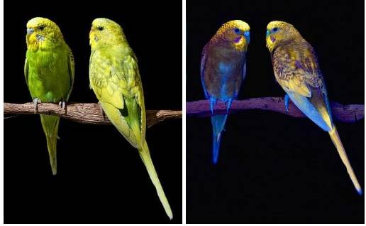 Как видят окружающий мир волнистые попугаи