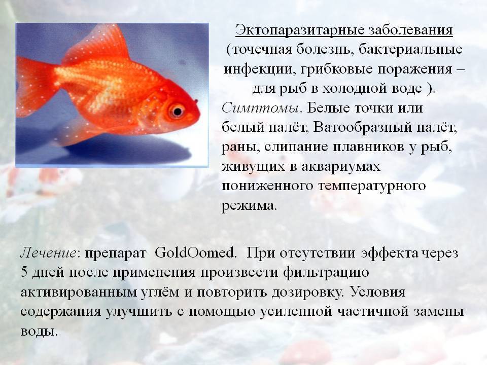 Болезни аквариумных рыб: лечение,описание,фото,симптомы,видео | аквариумные рыбки