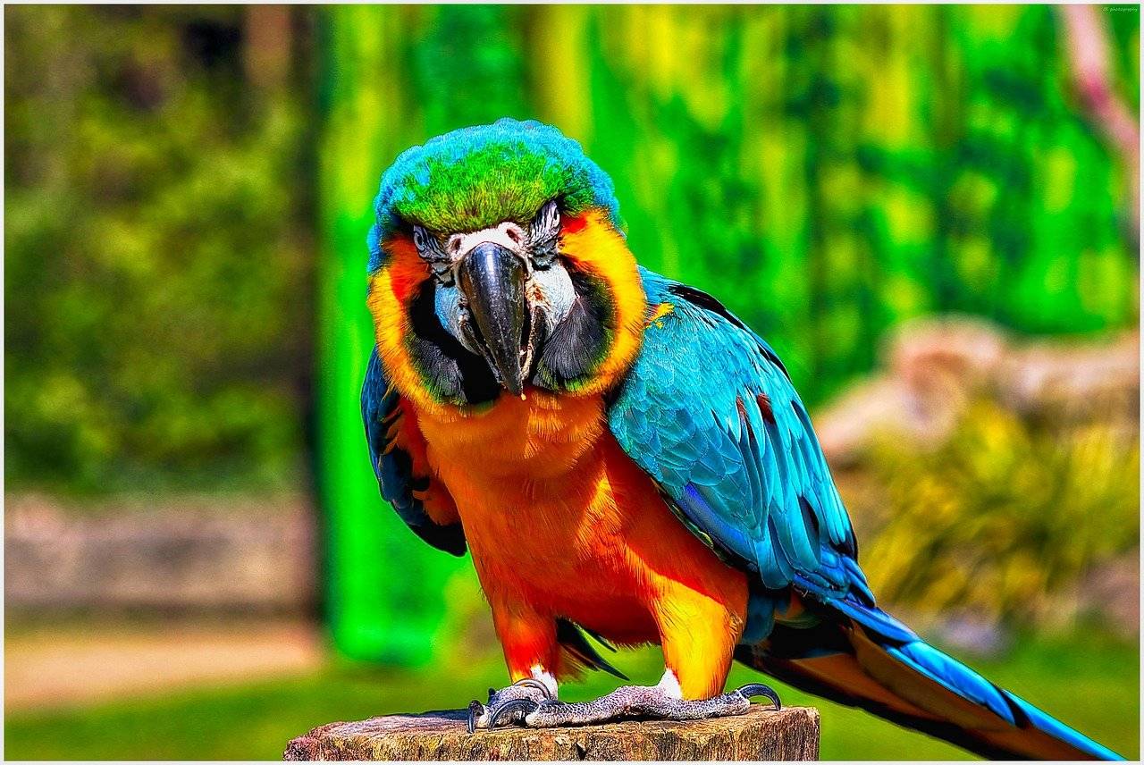 Самые крупные и красивые попугаи - zefirka