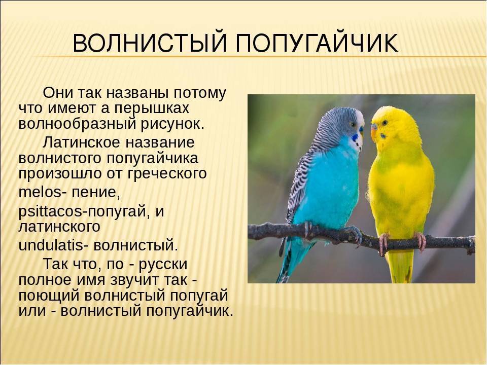 Характеристики и нюансы пения волнистых попугаев
