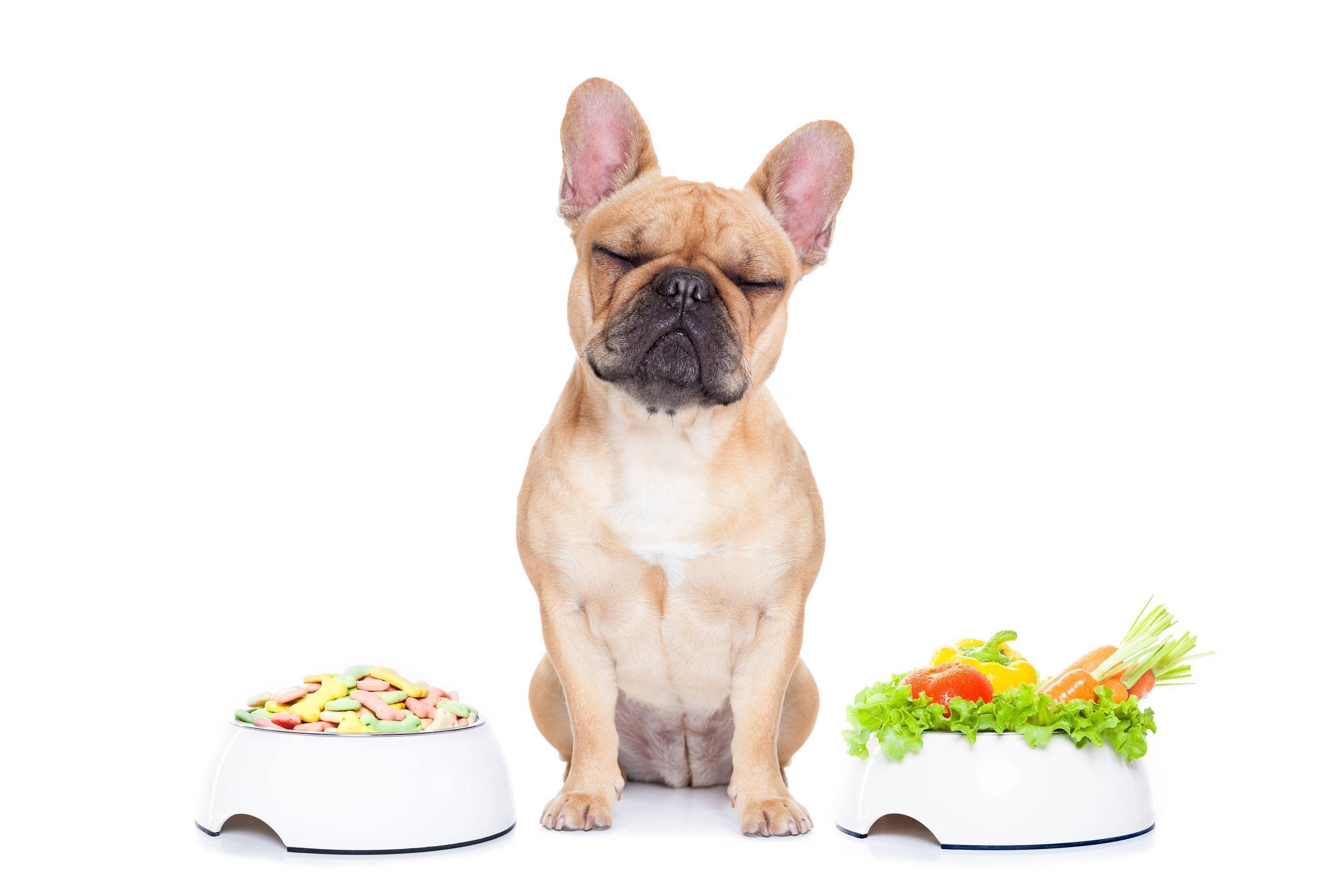 Чем кормить французского бульдога ? питание щенков и взрослой собаки | petguru