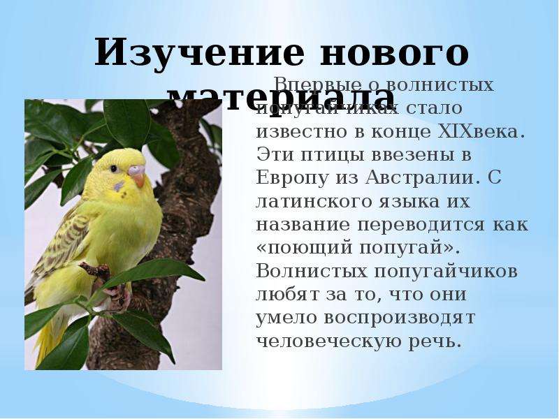 Основная информация о волнистом попугае