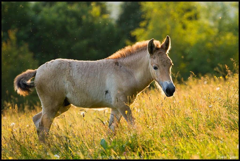 Лошадь пржевальского: фото и описание, численность, красная книга, где обитает