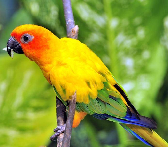 Аратинга яндайа – большой красивый попугай
