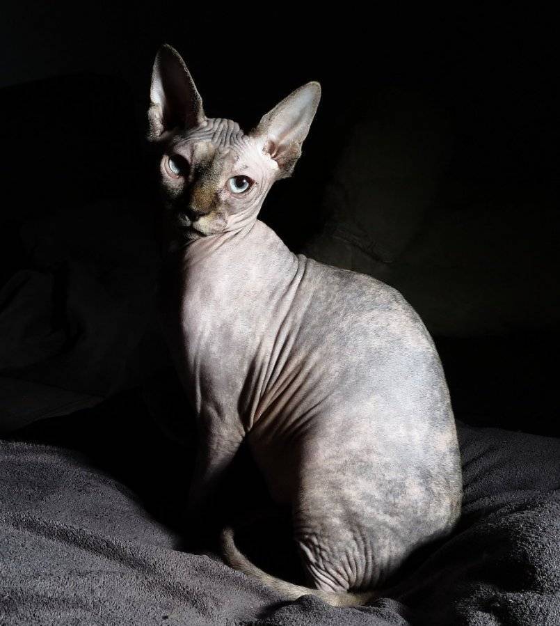 Донской сфинкс – добродушная и ленивая лысая кошка