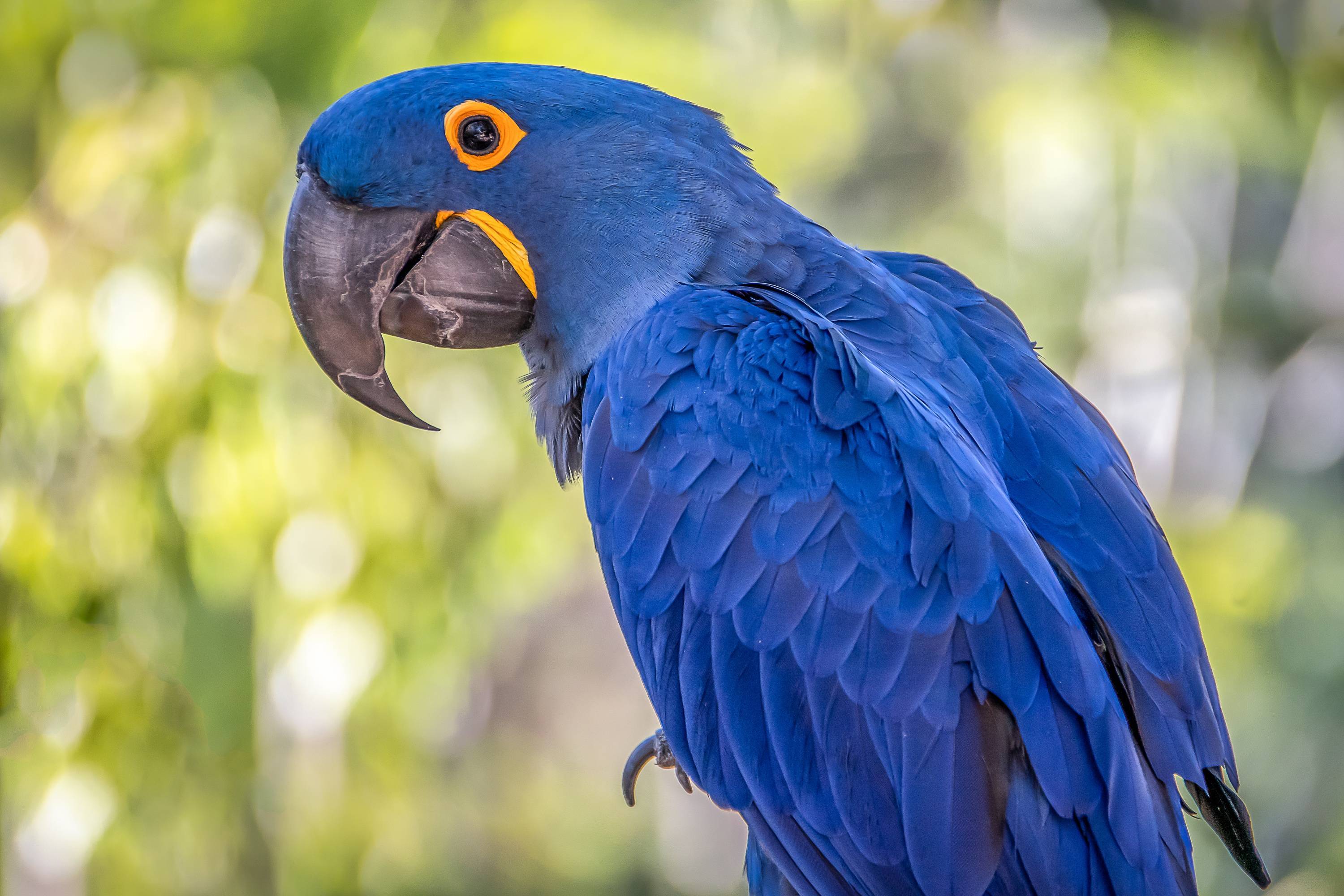 Гиацинтовый попугай ара: как выглядит, особенности, характеристики