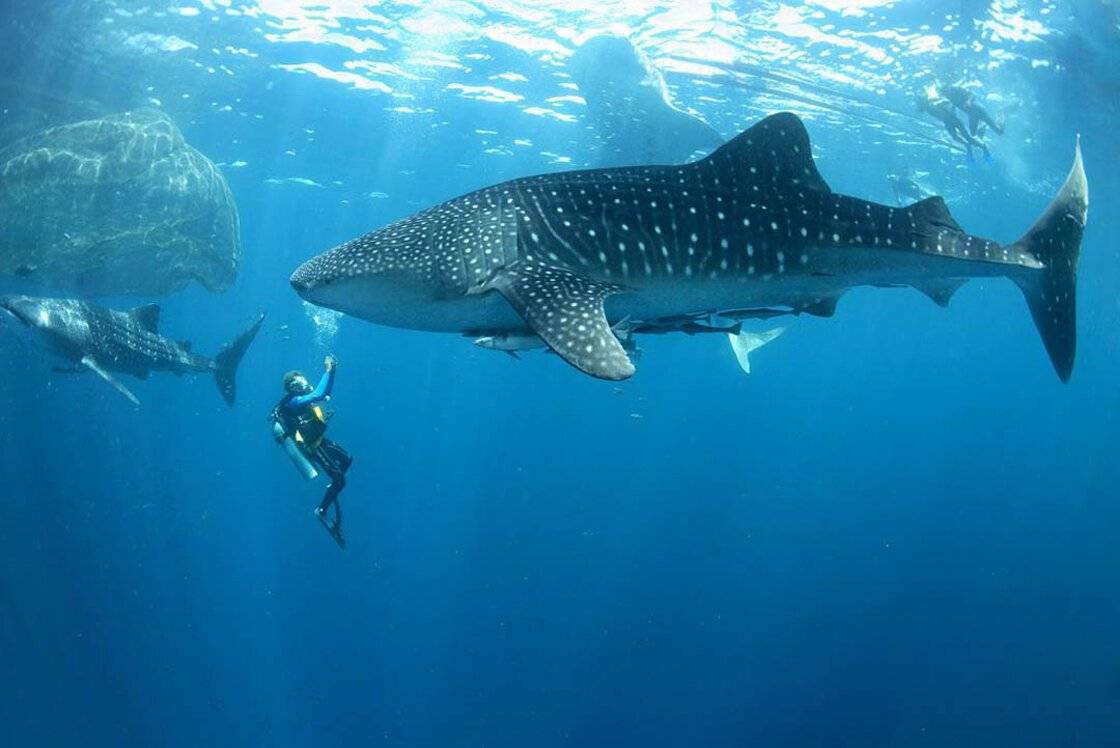 10 самых больших акул мира (фото)