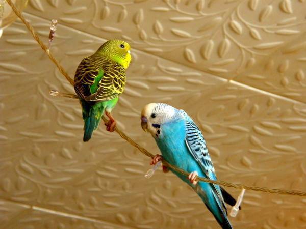 Поведение волнистых попугаев в паре и по одиночке