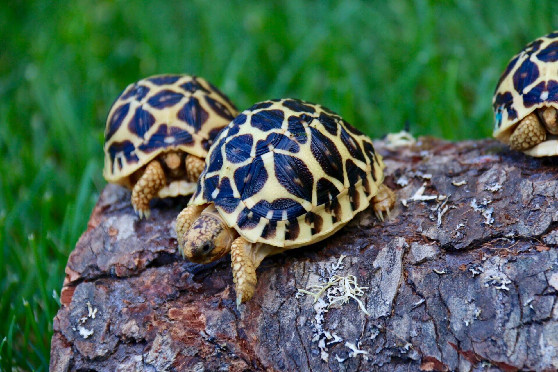 Зеленая черепаха – фото, описание, ареал, питание, враги, размножение