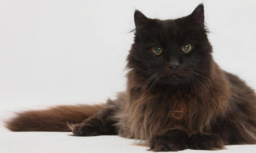 Шоколадный Йорк: порода котов с пушистым хвостом