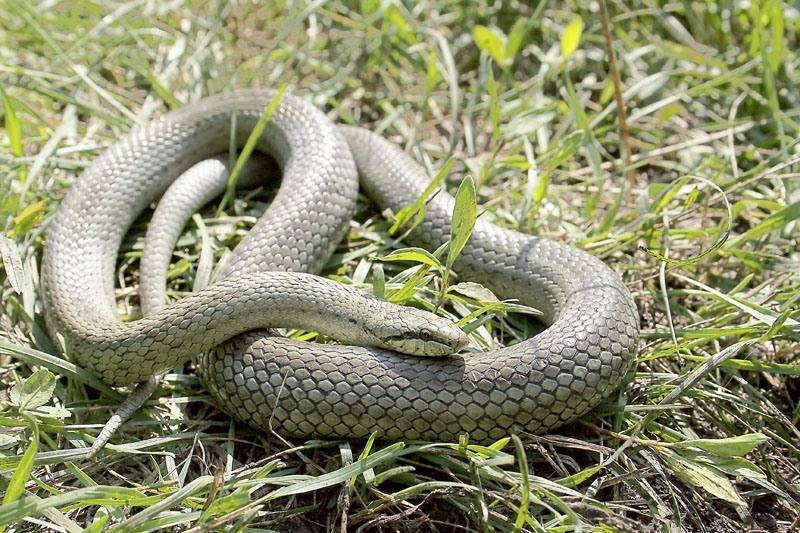 Змея медянка обыкновенная, внешний вид, описание, размножение