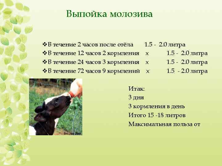 ᐉ зцм для телят: инструкция приготовления, как разводить - zooon.ru