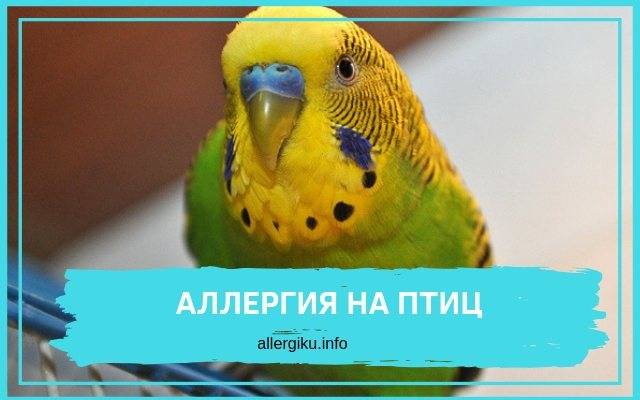 Аллергия на волнистых попугаев у взрослых: симптомы и проявления