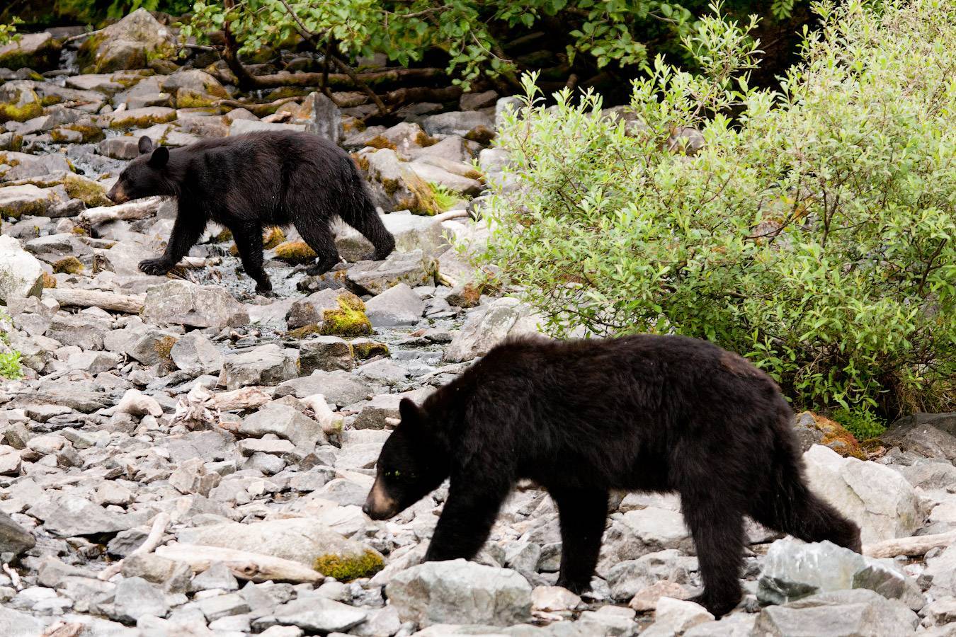 Барибал медведь. образ жизни и среда обитания медведя барибала