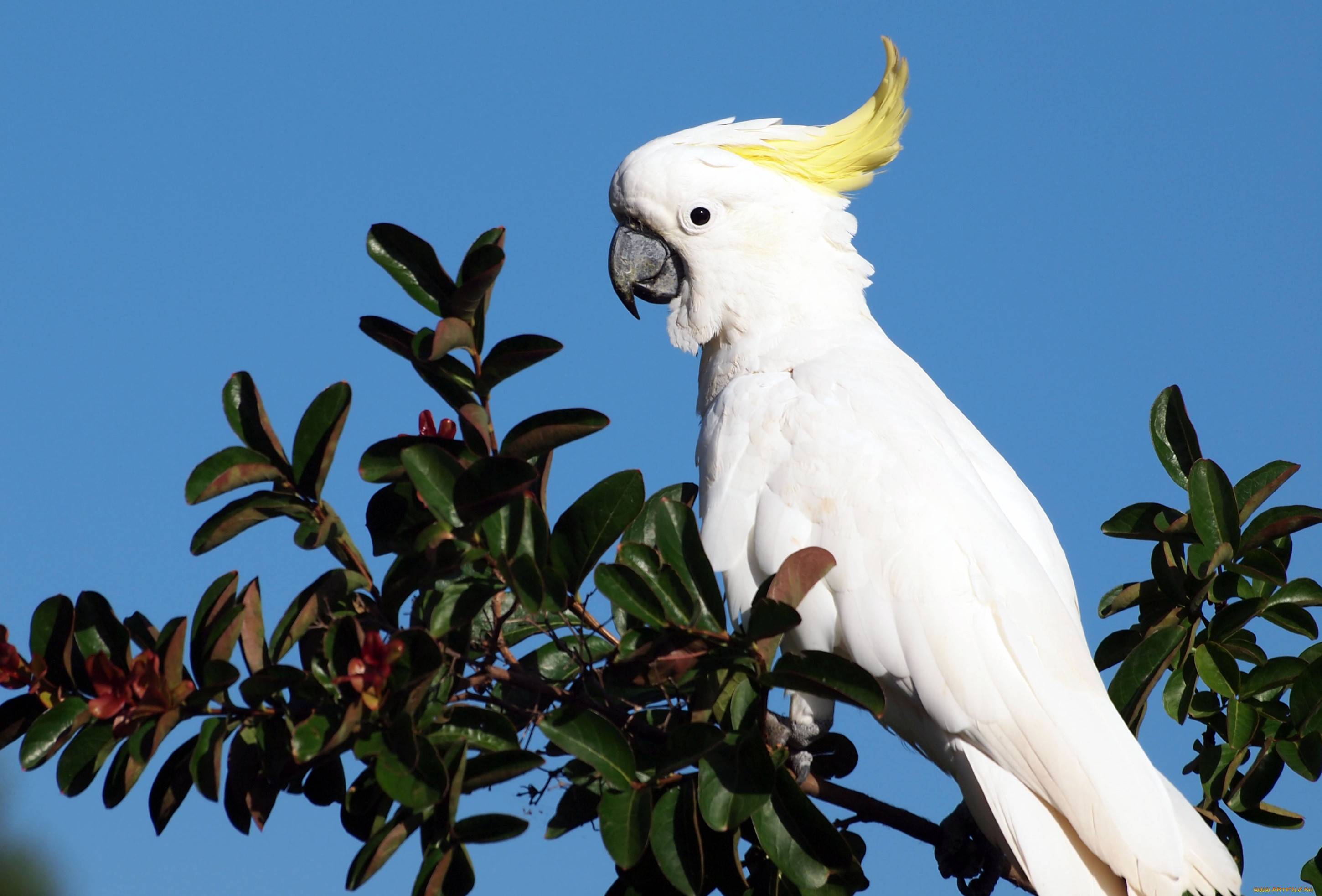 Фото попугаев какаду