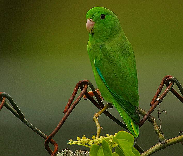 Воробьиный попугай: особенности, виды, содержание и уход