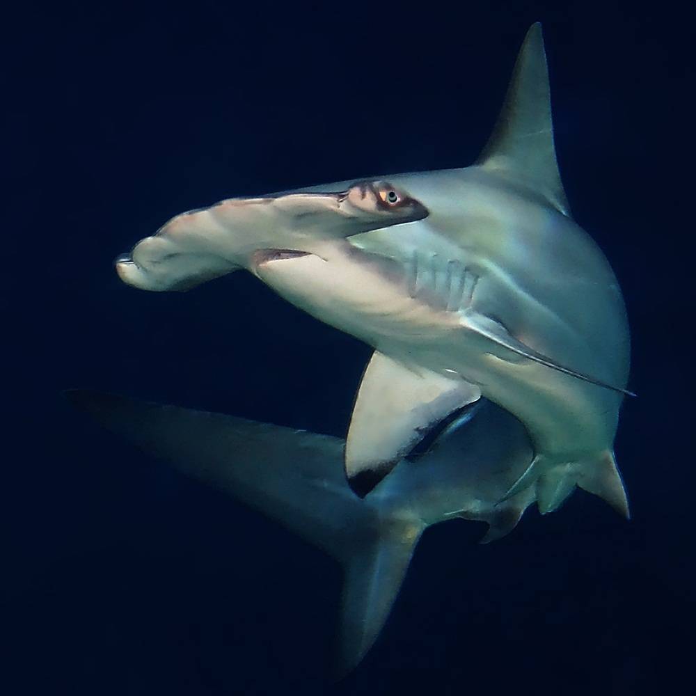 Акула-молот: фото, описание, питание и размножение, занимательные факты :: syl.ru
