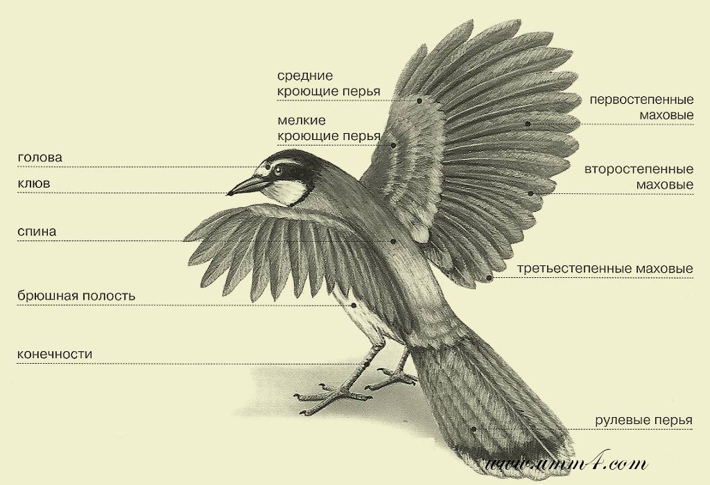 Перо птицы - особенности строения и расположения, состав