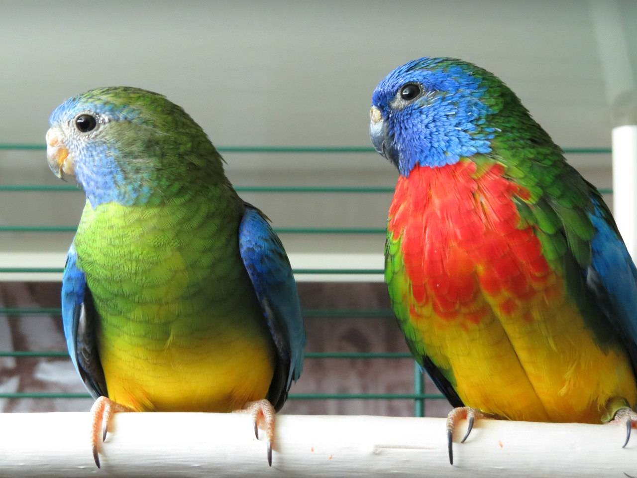 Содержание певчих попугаев