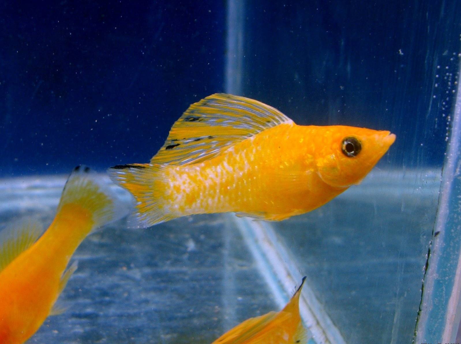 Моллинезия — популярная и простая аквариумная рыбка
