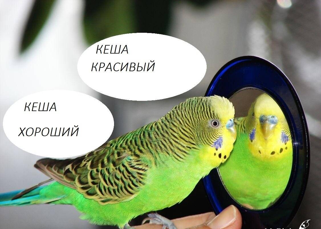 Как научить говорить волнистого попугая