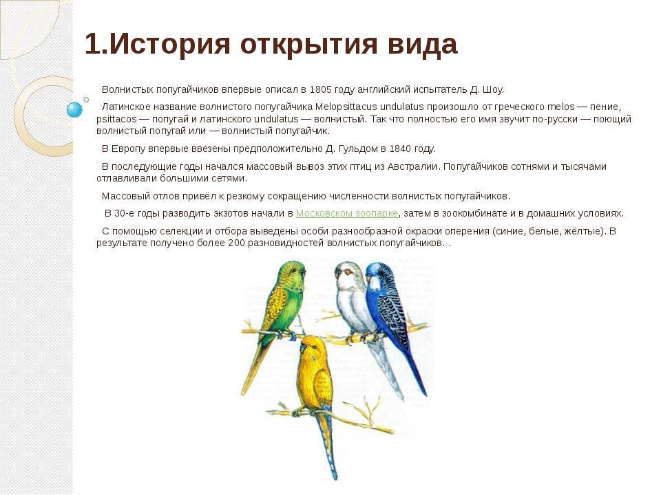 Интересные факты о попугаях. интересные факты о волнистых попугаях и их строении