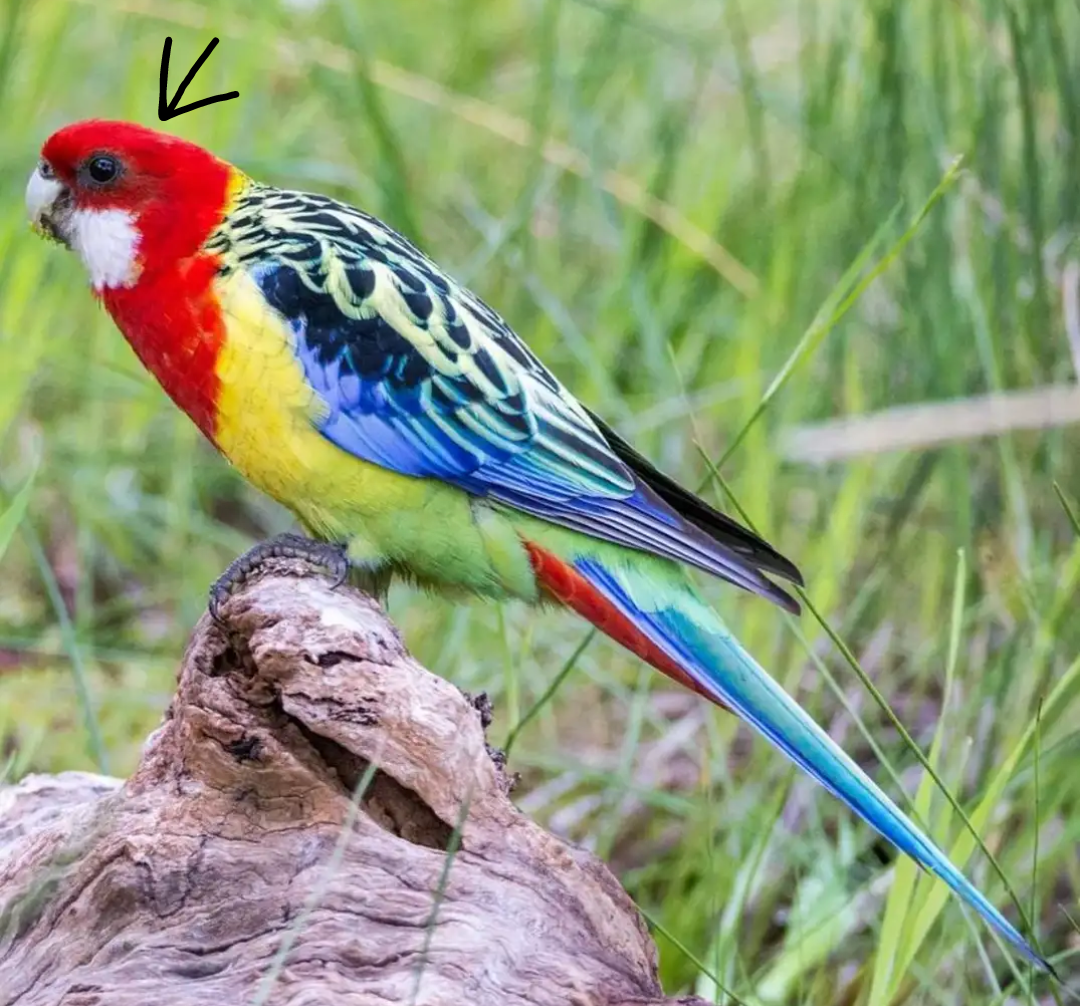 Розелла попугай. образ жизни и среда обитания попугая розелла