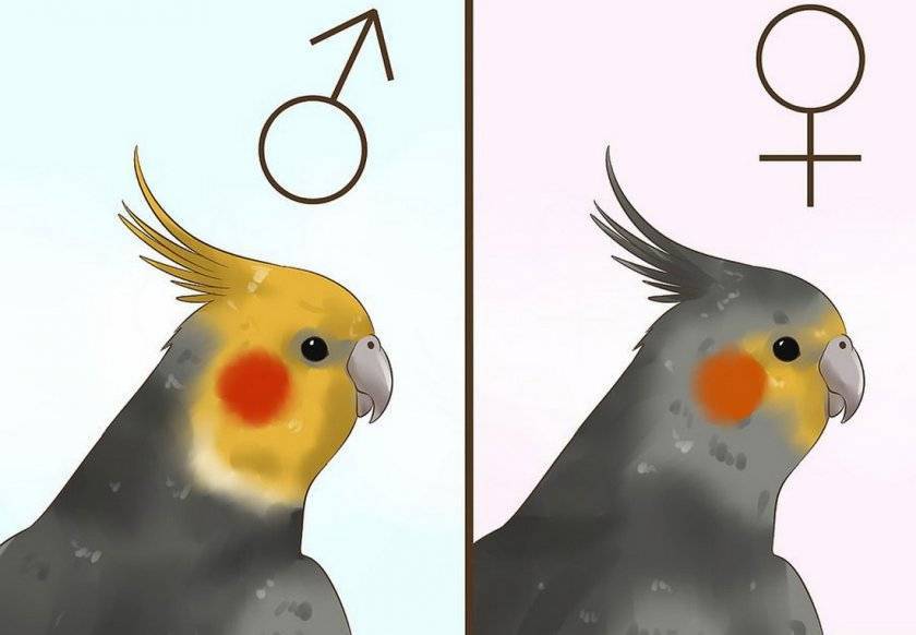 Попугай корелла: содержание и уход, как определить пол, отзывы