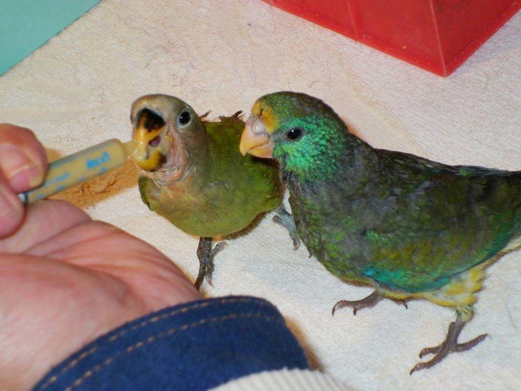 Содержание домашних попугаев-неразлучников