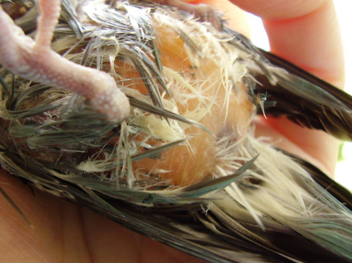 Почему попугай выдергивает перья, причины самоощипывания, что делать с птицей