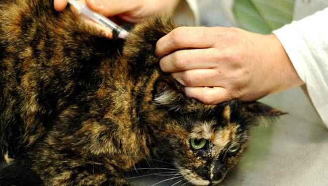 Панлейкопения кошек (кошачья чумка) - высокозаразная инфекция...