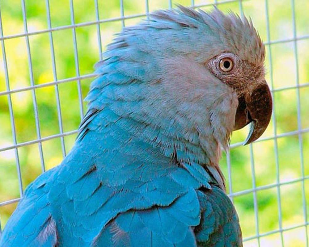 Голубой ара: описание и характеристика попугая, ареал обитания