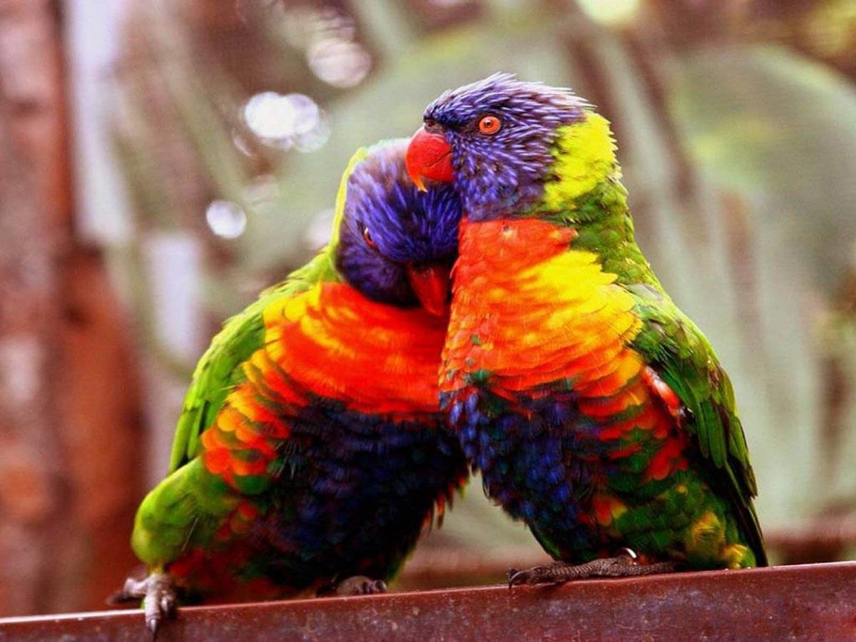 Австралийский попугай корелла: секреты успеха