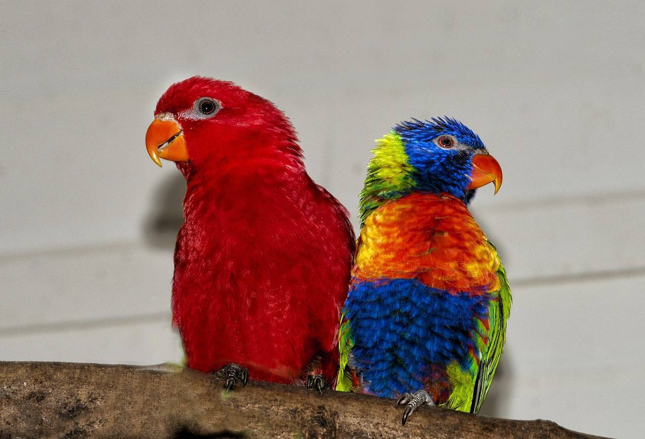 Попугай лори: австралийский попугай с кисточкой на языке
