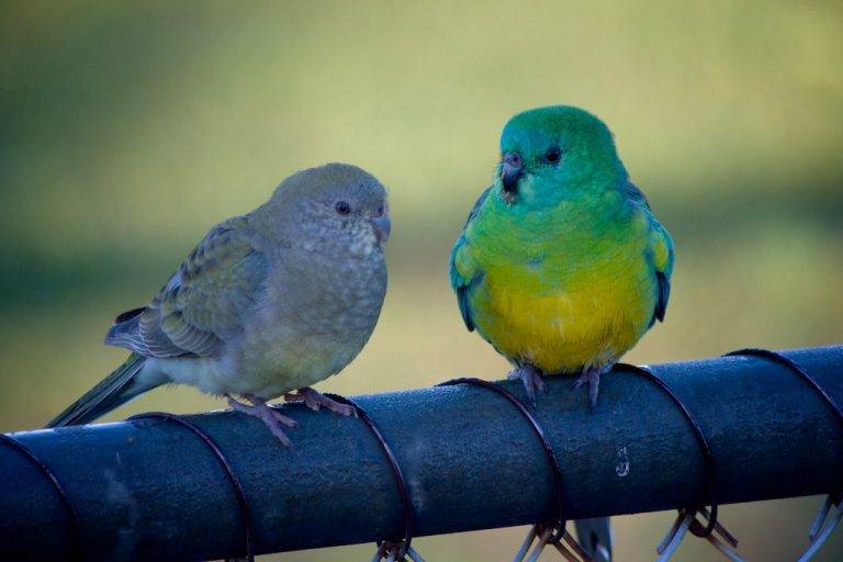 Певчие птицы, их названия, особенности, виды и фото | живность.ру