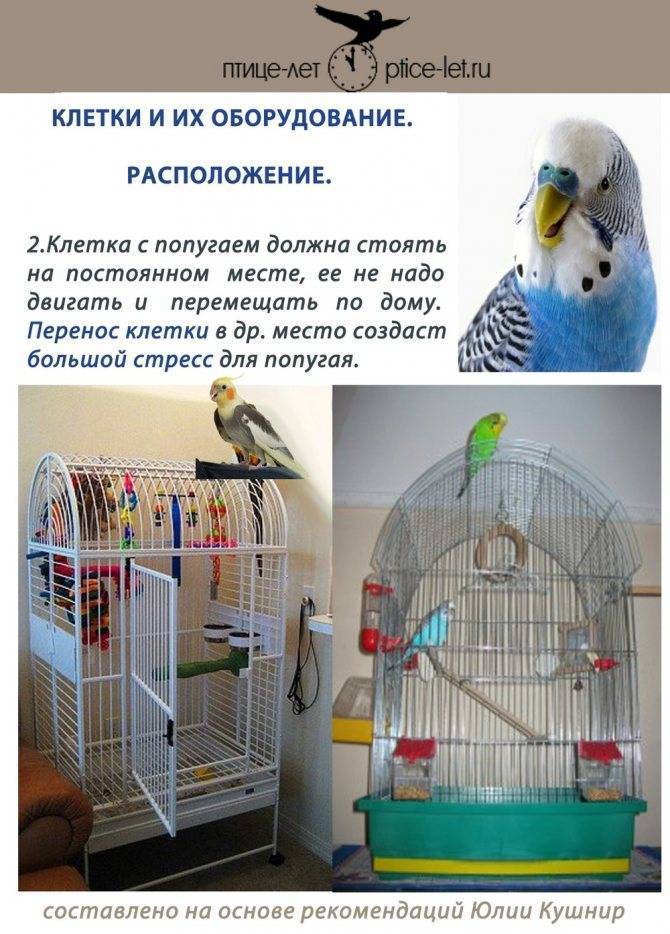 Уход за волнистыми попугайчиками в домашних условиях: какую клетку подобрать и как правильно кормить дома, купать и приручить птицу