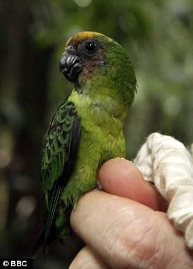 Дятловые попугайчики — самые маленькие попугаи с очень ярким оперением