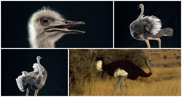 Страус - нелетающая птица: подвиды, питание, образ жизни, скорость и размножение