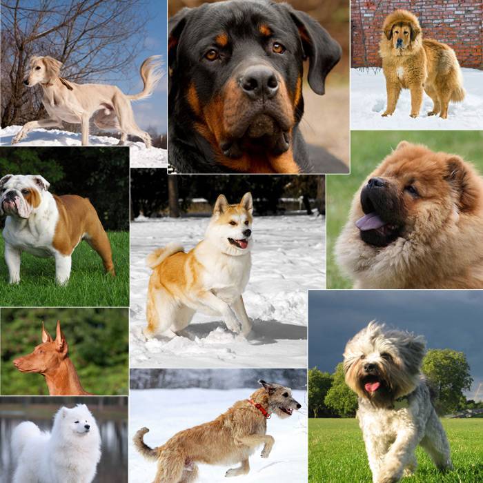 Розыскные собаки: описание, история, особенности, виды.