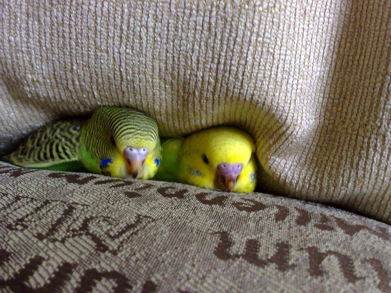 Сколько живут волнистые попугайчики в домашних условиях
