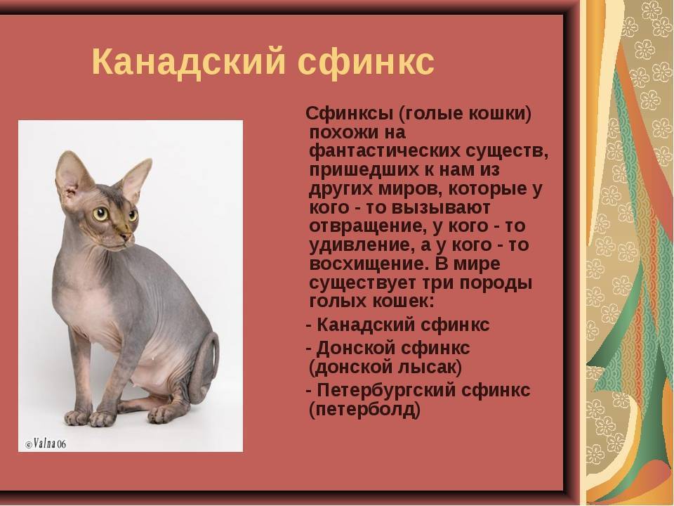 Сфинксы кошки: все виды лысых пород с описанием и фото