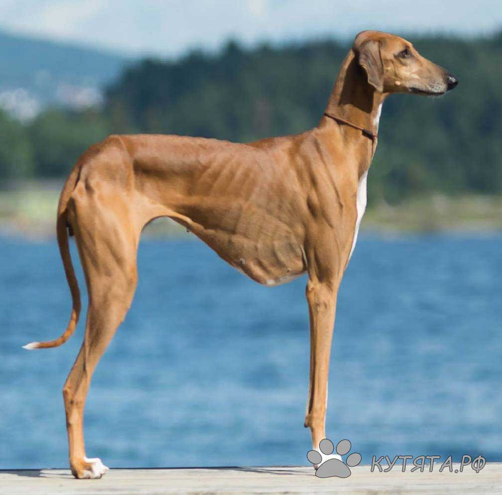 Азавак: фото и описание породы собак