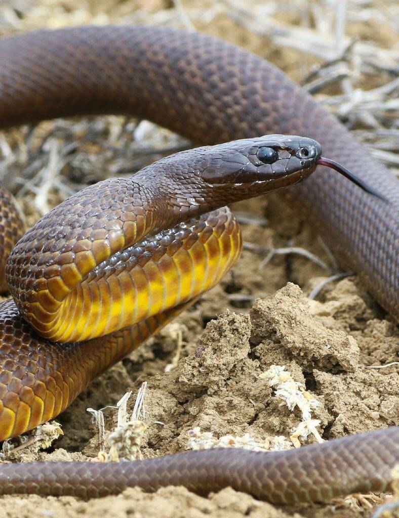 Самые ядовитые змеи на планете: список опасных змей | интересный сайт